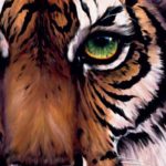 Tigris szemből