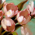 Három tulipán fehér-rózsaszínben