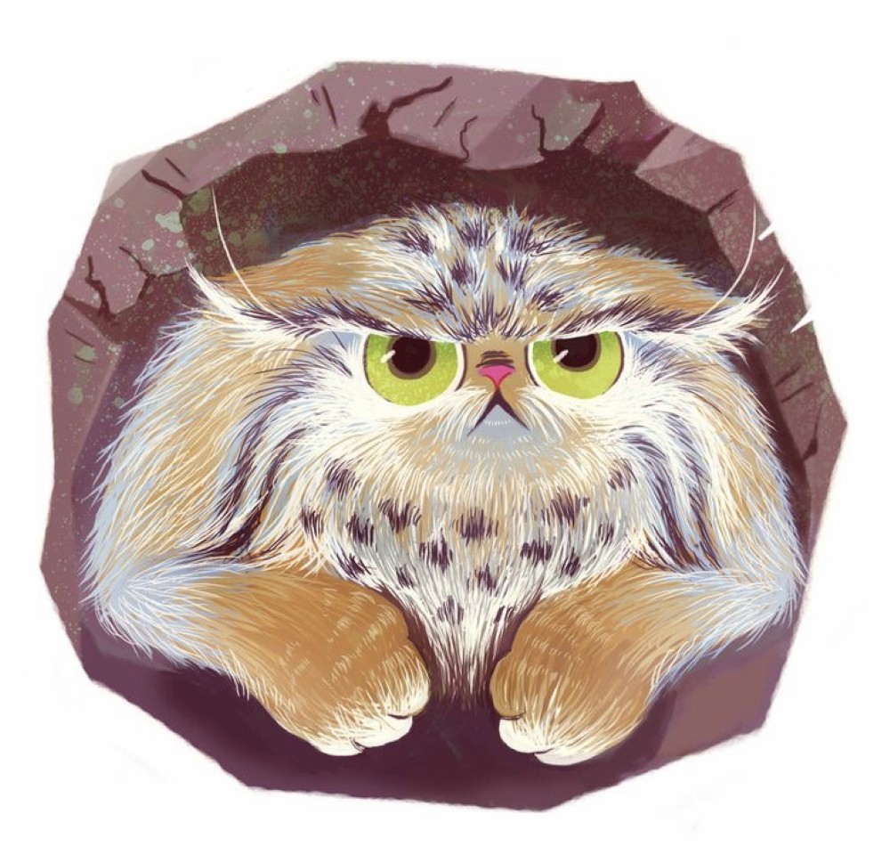 Manul (08.20.)